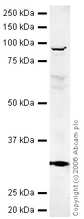 ab34735-Anti-SATB2 antibody 抗SATB2抗体-抗体/抗原