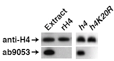 ab9053-Anti-Histone H4 （tri methyl K20） antibody - ChIP Grade （ab9053）-抗体/抗原