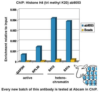 ab9053-Anti-Histone H4 （tri methyl K20） antibody - ChIP Grade （ab9053）-抗体/抗原