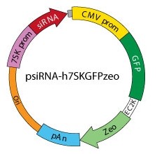 psirna42-hbpi-InvivoGen psirna42-hbpi psiRNA-hBPI重庆市干细胞-一般耗材