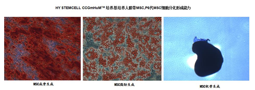 HX0201M-人间充质干细胞无血清培养基-HY STEMCELL-人间充质干细胞产品