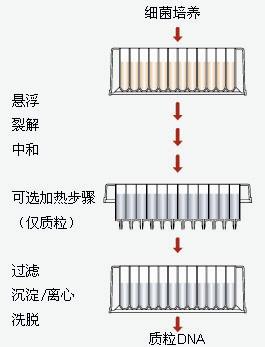 AP-E96-P-24-Easy-96质粒DNA小量试剂盒-琼脂糖