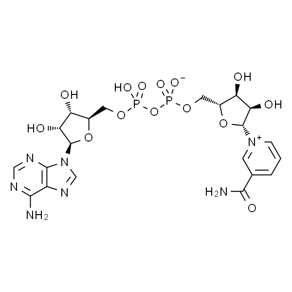 NAD+  氧化型辅酶Ⅰ