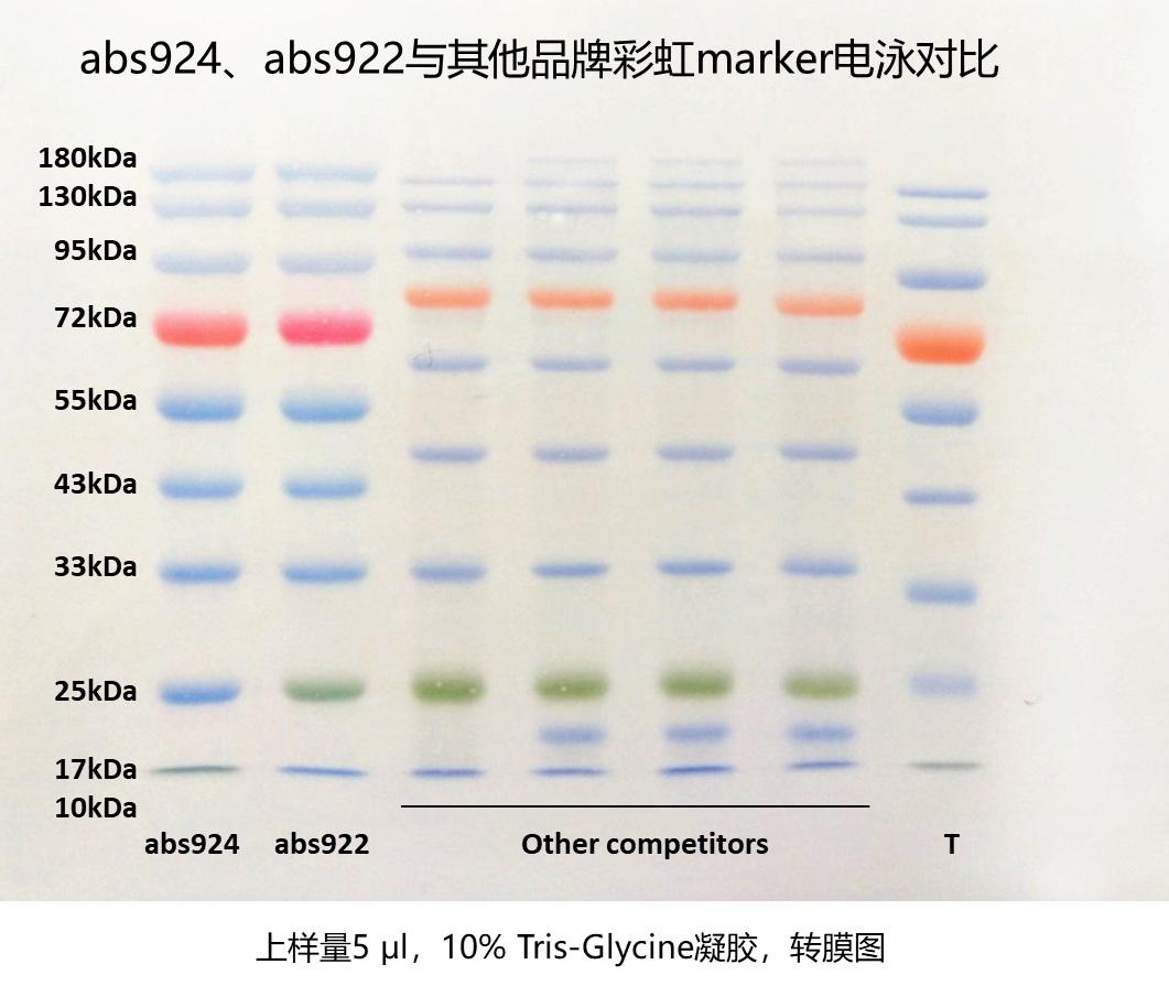 预染蛋白Marker（10-180kDa）