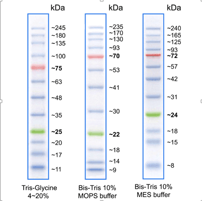 预染蛋白Marker（10-245kDa）