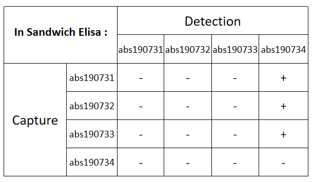 Rabbit anti-Antithrombin III Recombinant Monoclonal Antibody(294-303)