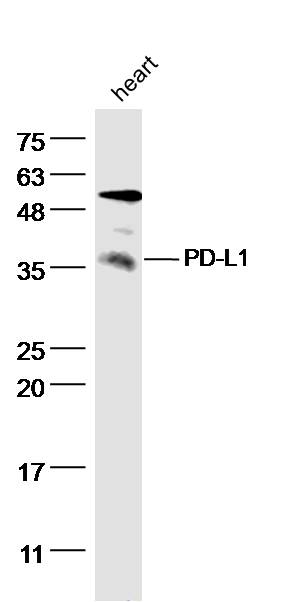 Rabbit anti-CD274 Polyclonal Antibody