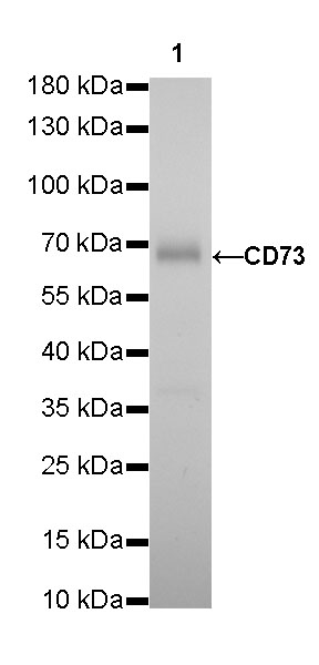 Rabbit anti-CD73 Recombinant Monoclonal Antibody(218-52)