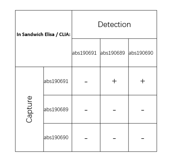 Rabbit anti-PAI-1 Recombinant Monoclonal Antibody(214-31)