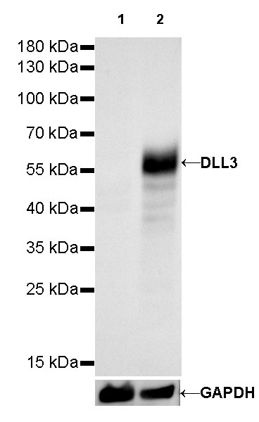 Rabbit anti-DLL3 Recombinant Monoclonal Antibody(207-59)