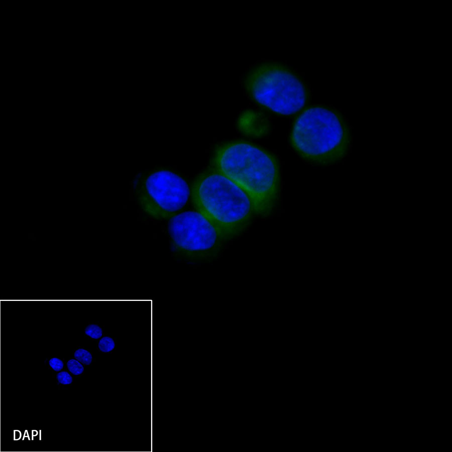 Rabbit anti-DLL3 Recombinant Monoclonal Antibody(207-59)