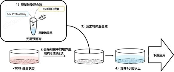 无需预孵育！导入细胞质的蛋白转染试剂蛋白研究-Wako富士胶片和光