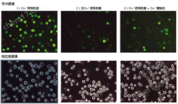 BES特异性荧光探针氧化应激-Wako富士胶片和光