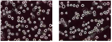 BES特异性荧光探针氧化应激-Wako富士胶片和光