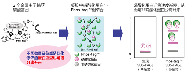 Phos-tag&trade; 质谱分析试剂盒磷酸化蛋白提取-wako富士胶片和光