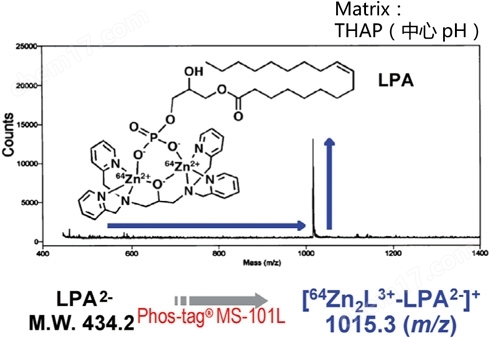 Phos-tag&trade; 质谱分析试剂盒磷酸化蛋白提取-wako富士胶片和光