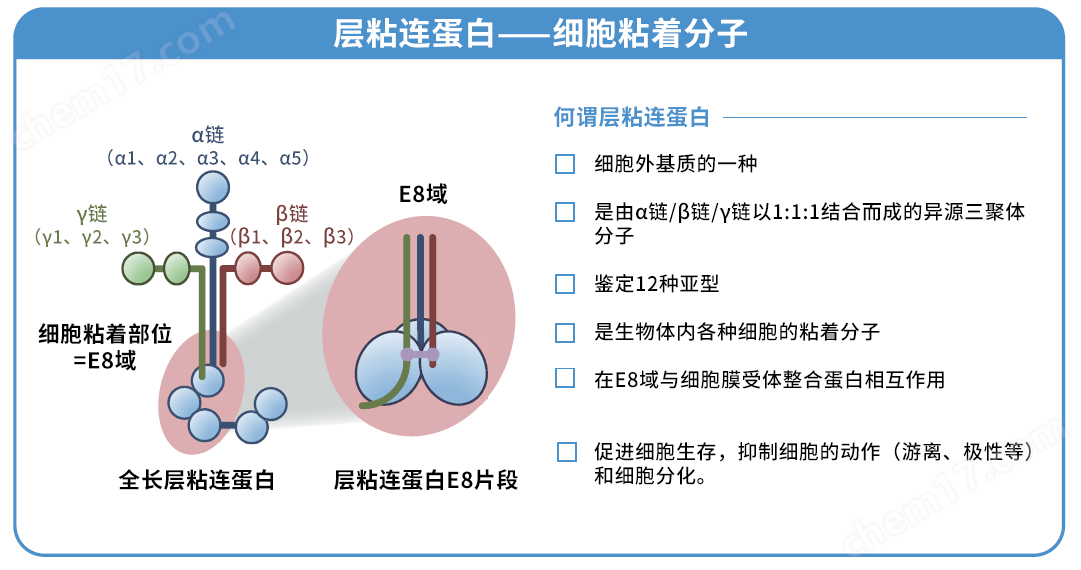 细胞培养基质 层粘连蛋白511细胞培养-Wako富士胶片和光