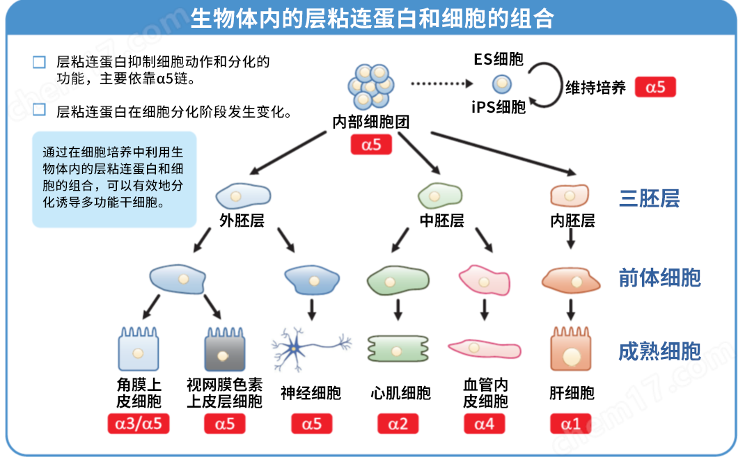 细胞培养基质 层粘连蛋白511细胞培养-wako富士胶片和光