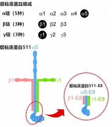 细胞培养基质 层粘连蛋白511细胞培养-wako富士胶片和光