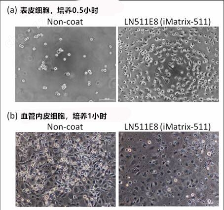 细胞培养基质 层粘连蛋白511细胞培养-wako富士胶片和光