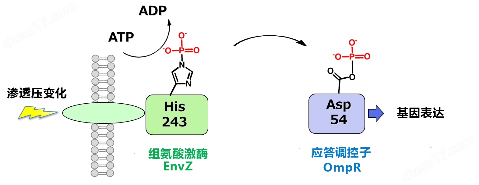 Phos-tag&trade; 黄色荧光染料磷酸化蛋白提取-wako富士胶片和光