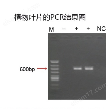 新型PCR 扩增缓冲液缓冲液-Wako富士胶片和光