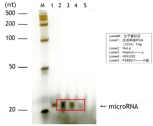 硅胶珠型microRNA分离试剂盒试剂盒-wako富士胶片和光