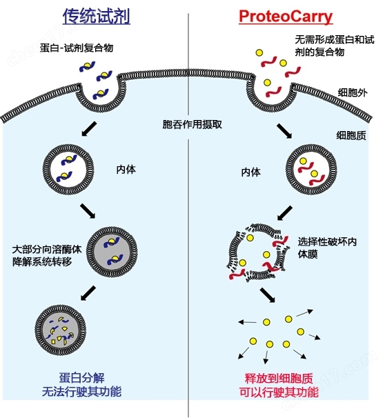 新型蛋白转染试剂：ProteoCarry转染试剂-Wako富士胶片和光