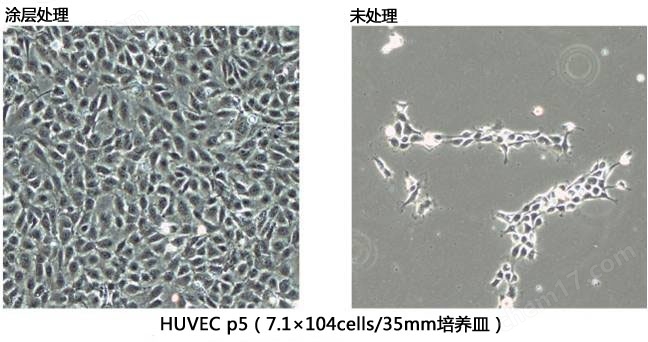 细胞外基质—cellnest人Ⅰ型重组胶原蛋白肽细胞培养-Wako富士胶片和光