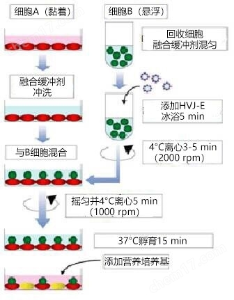 GenomONE&trade;-CF E 仙台病毒包膜细胞融合试剂转染试剂-Wako富士胶片和光