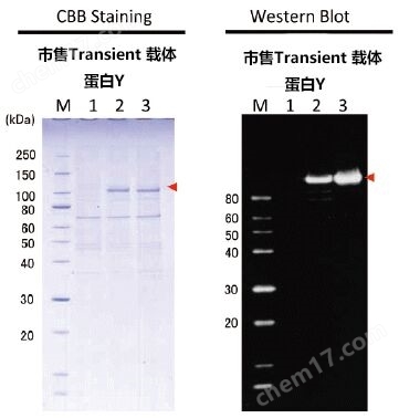 重组蛋白纯化系统Target tag/PA tag​生物试剂-Wako富士胶片和光