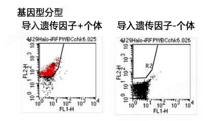 ES细胞・iPS细胞培养用血清代替品一般化学试剂-Wako富士胶片和光