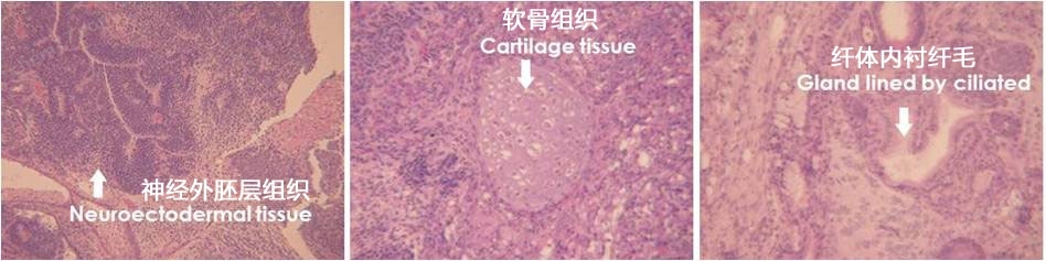 ES细胞・iPS细胞培养用血清代替品一般化学试剂-Wako富士胶片和光