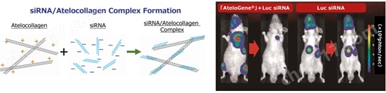 AteloGene siRNA活体转染试剂盒转染试剂-Wako富士胶片和光