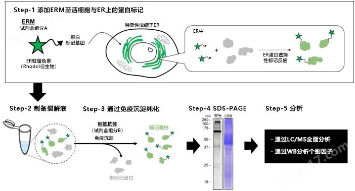 特异性标记、纯化ER驻留蛋白的试剂盒细胞培养-Wako富士胶片和光