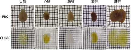 组织透明化,组织透明化原理-Wako富士胶片和光