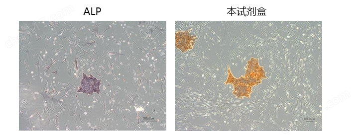 人ES/iPS细胞染色试剂盒-BF干细胞-Wako富士胶片和光