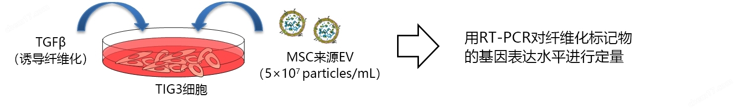 EV-Up&trade;MSC专用外泌体生产用培养基细胞培养-Wako富士胶片和光