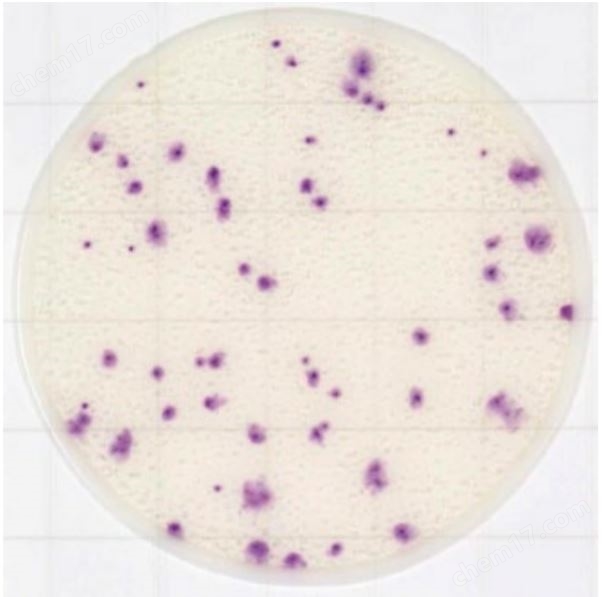 大肠杆菌•大肠菌群测试片(原Medi•Ca EC）培养基-Wako富士胶片和光