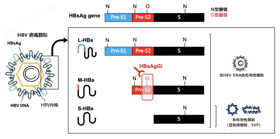 HBsAgGi抗体/HBsAgGi ELISA试剂盒生物试剂-Wako富士胶片和光