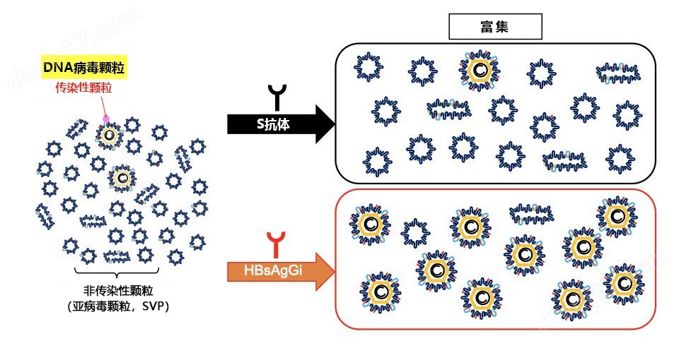 HBsAgGi抗体/HBsAgGi ELISA试剂盒生物试剂-Wako富士胶片和光