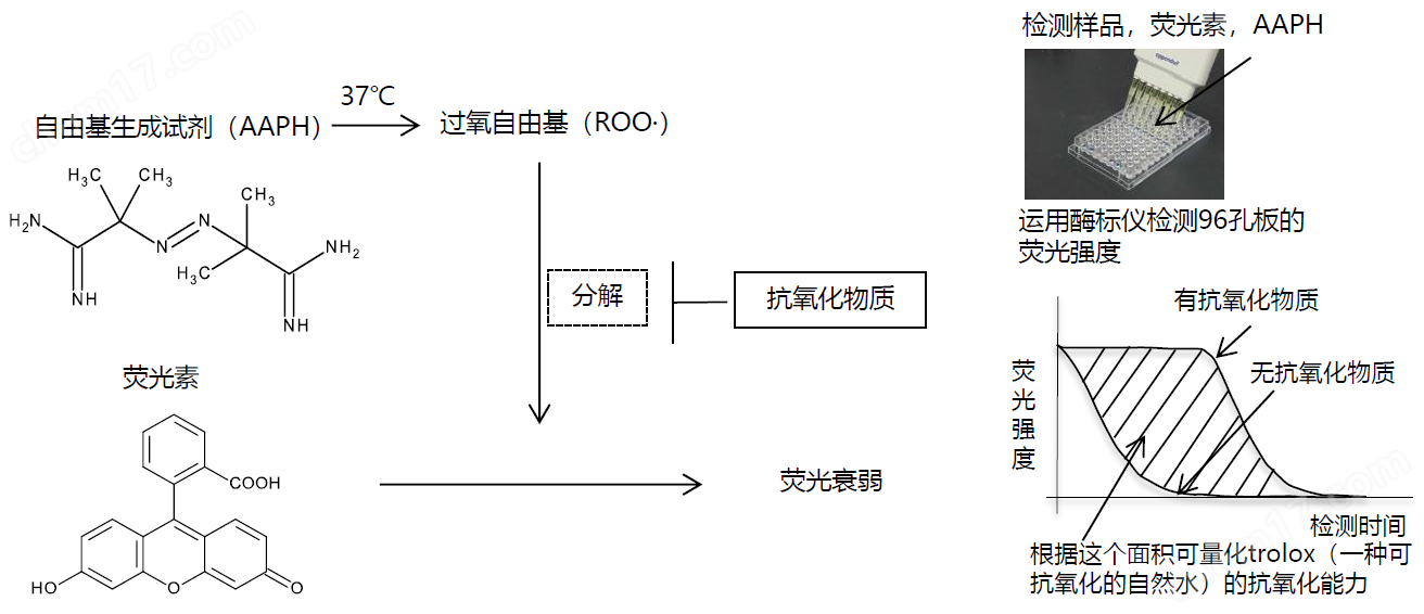 抗氧化功能评估研究用产品食品分析-Wako富士胶片和光