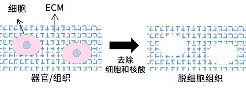 yly NativeCoat&trade; ECM（2D）细胞培养-Wako富士胶片和光