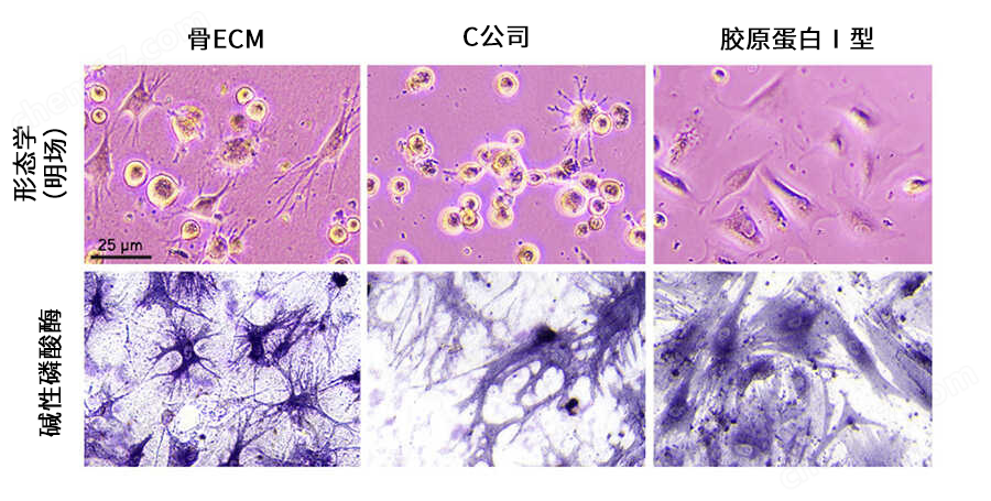 yly TissueSpec&trade; ECM水凝胶（3D）细胞培养-Wako富士胶片和光