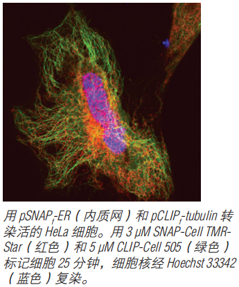 CLIP-Surface 488                               #S9232S 50 nmol