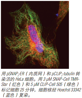 SNAP-Cell TMR-Star                               #S9105S 30 nmol