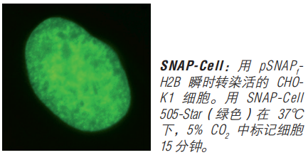 SNAP-Surface 启动试剂盒                               #E9120S 1套