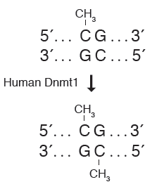 人 DNA（胞嘧啶-5）甲基转移酶（Dnmt1）                                     #M0230L 250 units