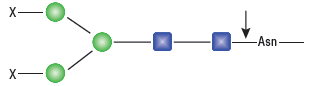 PNGase F, 重组酶                                 #P0708L 75,000 units