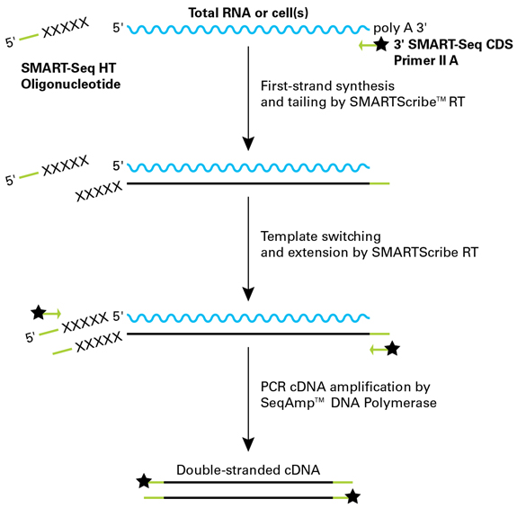 单细胞mRNA全长分析SMART-Seq HT Kit & SMART-Seq HT PLUS Kit